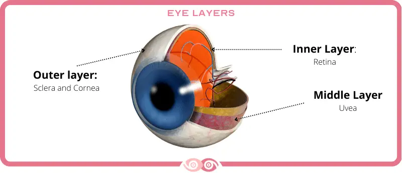 Anatomy of the Eye - Parts of the Eye - Eye Layers - www.mimundovisual.com