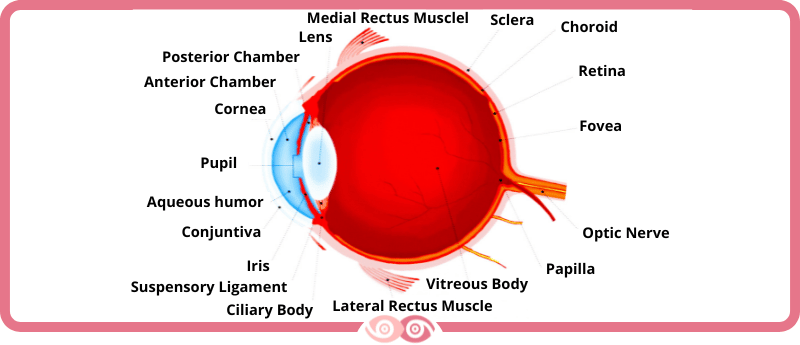 Anatomy of the Eye - Parts of the Eye - Eye Parts - www.mimundovisual.com