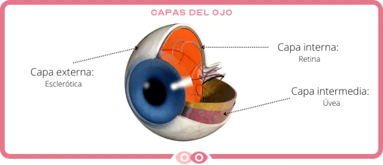 Qué Es El Ojo Y Sus Partes Mi Mundo Visual