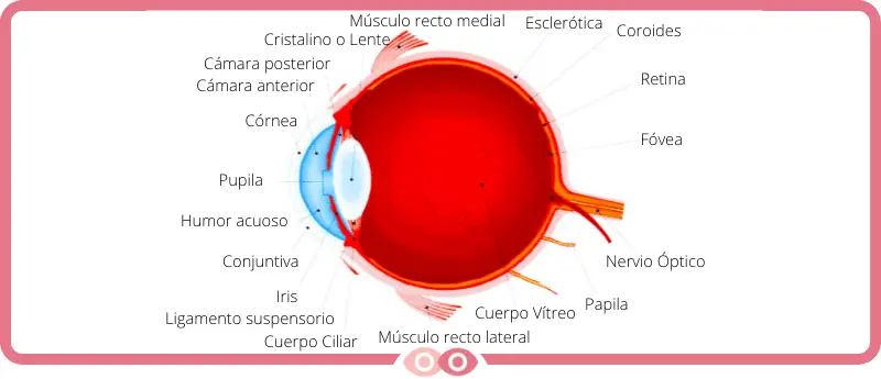 Cuáles son las partes de un ojo humano - www.mimundovisual.com
