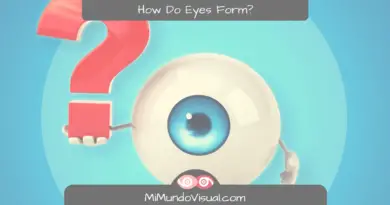 EYE FORMATION How Do Eyes Form