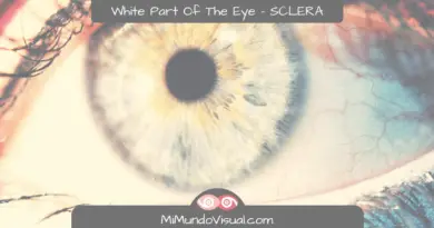 White Part Of The Eye -SCLERA