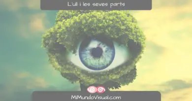 Què És L'Ull I Les Seves Parts - MiMundoVisual.com